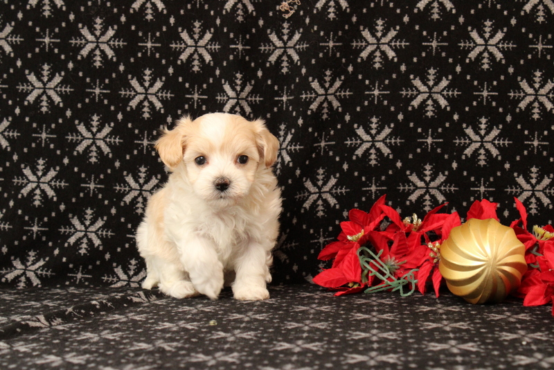 puppy, for, sale, Maltipoo, Matthew B. Stoltzfus, dog, breeder, Gap, PA, dog-breeder, puppy-for-sale, forsale, nearby, find, puppyfind, locator, puppylocator, aca